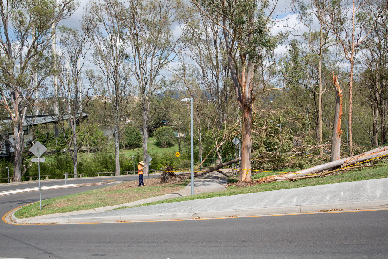 Storm damage to established trees on Council land at Highgate Hill. Council officer at location logging damage on a tablet PC.