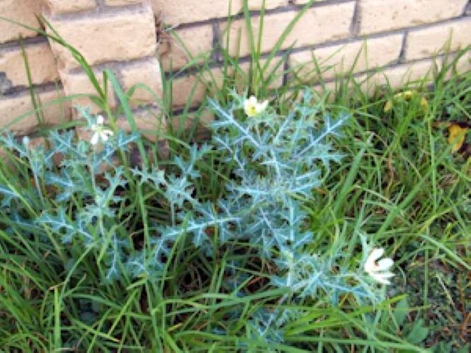Leafy stems of a prickly poppy plant growing on the ground, beside a wall.