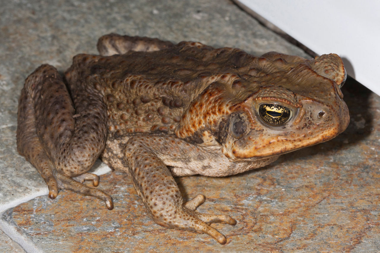 Cane toad on tiles.
