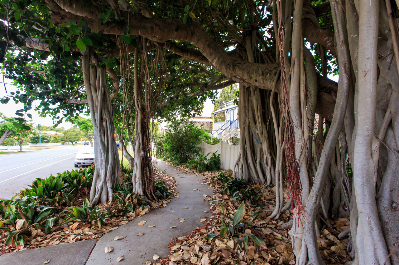 Fig trees bordering a footpath in Sandgate.