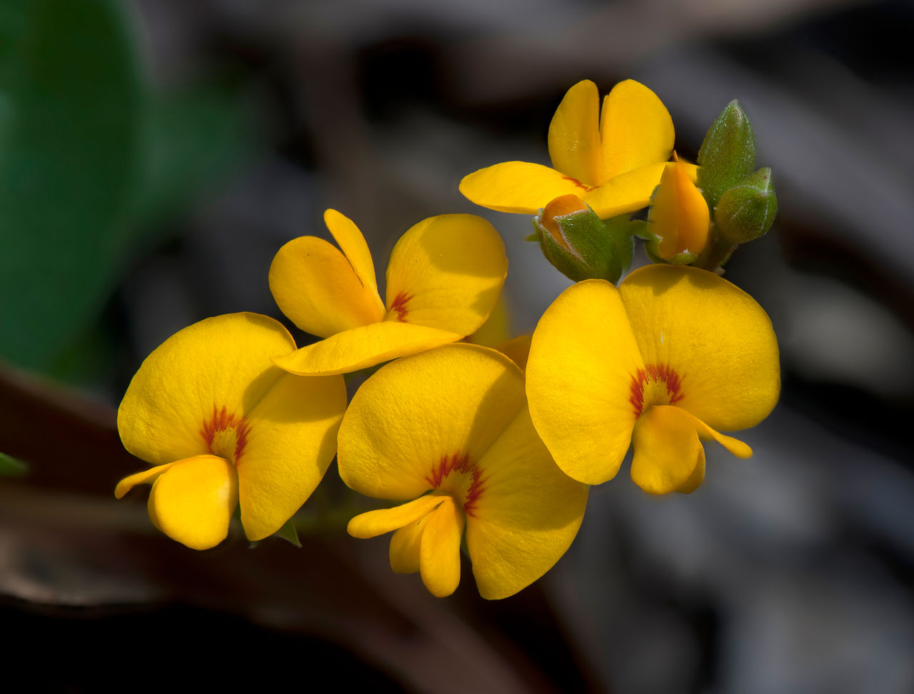 Flowering native plant at Whites Hill Reserve.
