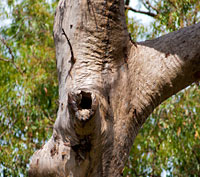 Vegetation Protection Orders | Brisbane City Council