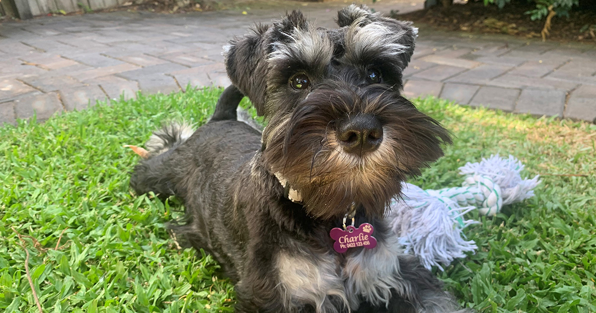 Dog Registration Brisbane City Council