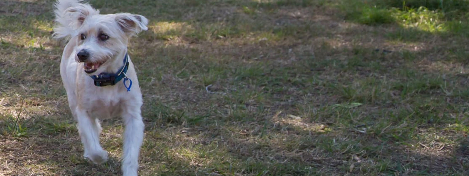 White dog in park wearing registration tag