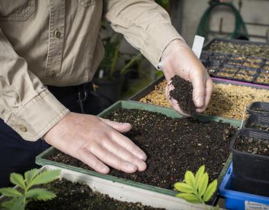 Propagating plants