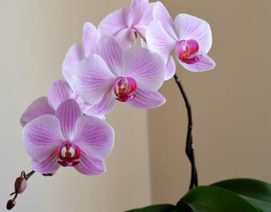 North Brisbane Orchid Society exhibition