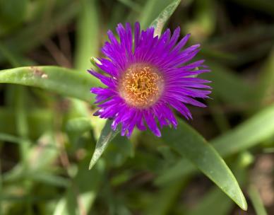 Guided walk of the Tulla-yugaipa Track (useful plants)