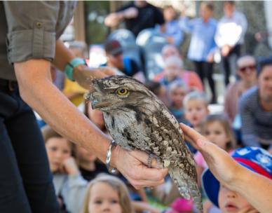 Bush Kindy - Bird Week wildlife show