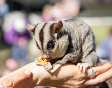 Meet wildlife neighbours