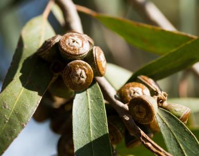 Ubiquitous eucalypts - Special walk - City Botanic Gardens