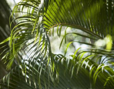 Guided walk: A profusion of palms - City Botanic Gardens