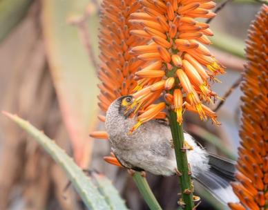 Pollination by Design - Guided Walk - Brisbane Botanic Garden