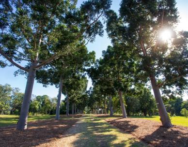 Sherwood Arboretum Guided Walk