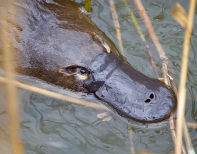 PlatypusWatch Walk and Talk - Albany Creek