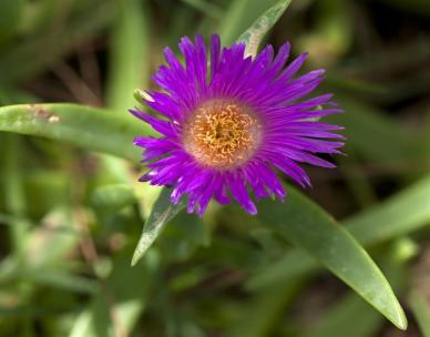 Guided walk of the Tulla-yugaipa Track (useful plants)