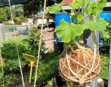 Introduction to permaculture in suburbia