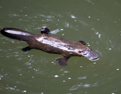 Annual Platypus Survey - Moggill Creek Catchment Group