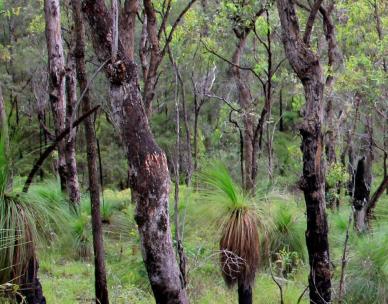 Bush Kindy - World Wetlands Day