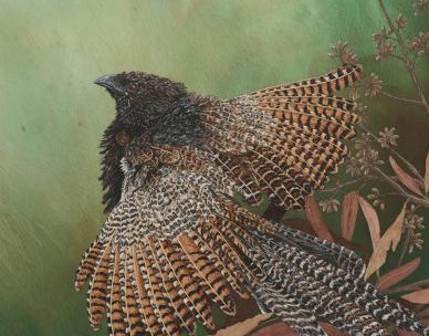 Queensland Wildlife Artists Society exhibition