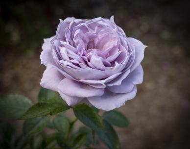 Botanicals: A language of love - Special walk - Brisbane Botanic Gardens