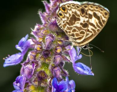 School holiday autumn butterfly activity hub