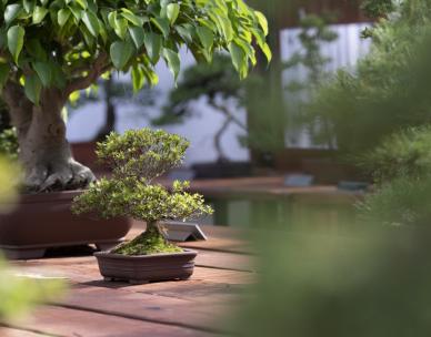 Bonsai demonstration - Bonsai Society of Queensland