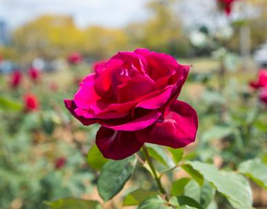 Queensland Rose Society - Spring Show