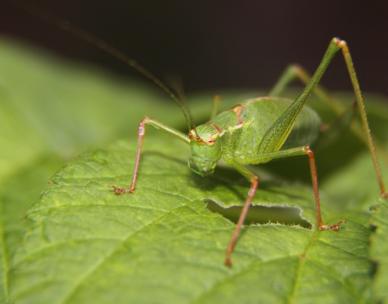 Little Explorers: Bug Detectives (5 years+)