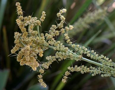 Native plants guided walk