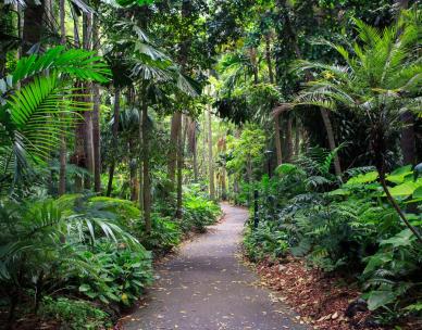 A rainforest ecosystem in the city - Special walk - City Botanic Gardens