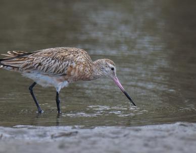 Feathered Friends: Shorebird Adventure (7 -12 yrs)