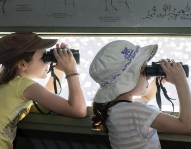 Junior Explorers: Shorebird Adventure (7 -12 yrs)