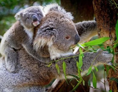 Bush Kindy - Koala Bear Picnic