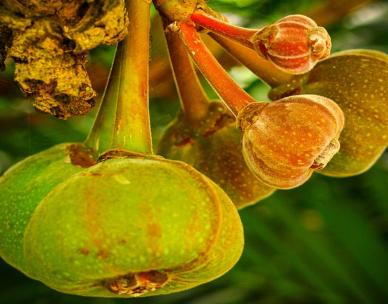 Fantastic Figs - Guided Walk - City Botanic Gardens