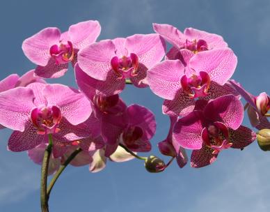 North Moreton Orchid Council Spring Show