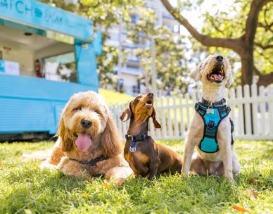 Pop-Up Pooch Party