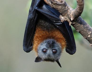 Batty bushwalk (6 years+)