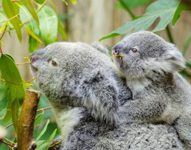 Bush Kindy - Koala Bear Picnic