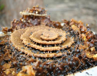 Native stingless bees and how to keep them