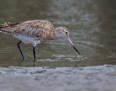 Feathered Friends: Shorebird Adventure (7 -12 yrs)