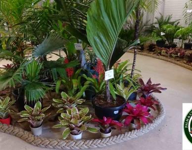 Palm & Cycad Show