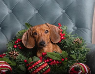 Devoted 2 Dachshunds Rescue Christmas in July