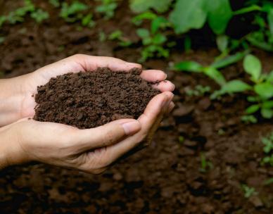 World soil day -  Building healthy soils