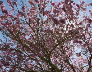 Jacaranda Festival