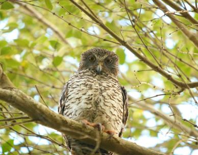 Brisbane Biodiversity Seminar: Flight for Survival