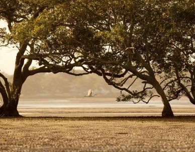 The shorebirds of Moreton Bay