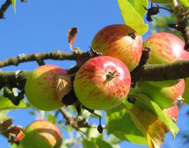 Growing healthy organic fruit trees