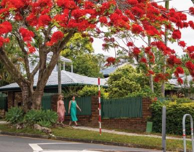 Two women walking along a pathway along a street next to a house with a green fence and a large red flowering tree.