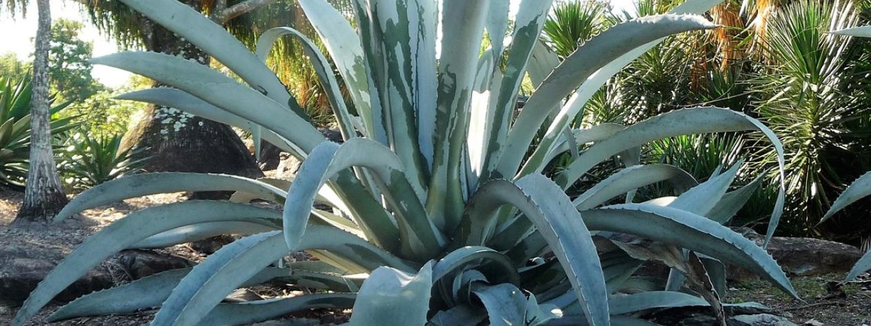 Garden diplomacy - Special walk - Brisbane Botanic Gardens