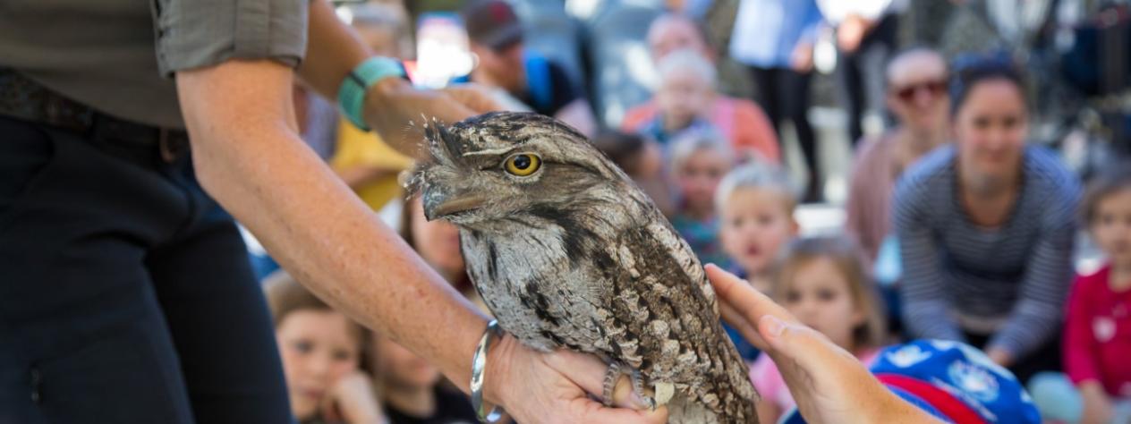 Bush Kindy - Bird Week wildlife show